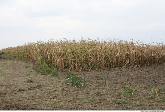 Plant Fields