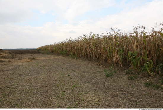 Plant Fields