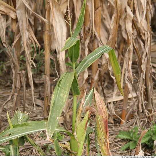 Plant Fields