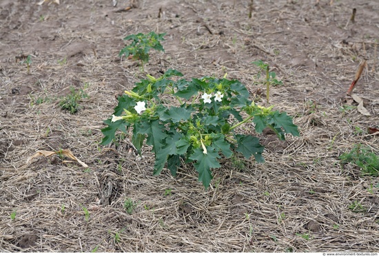 Various Soil