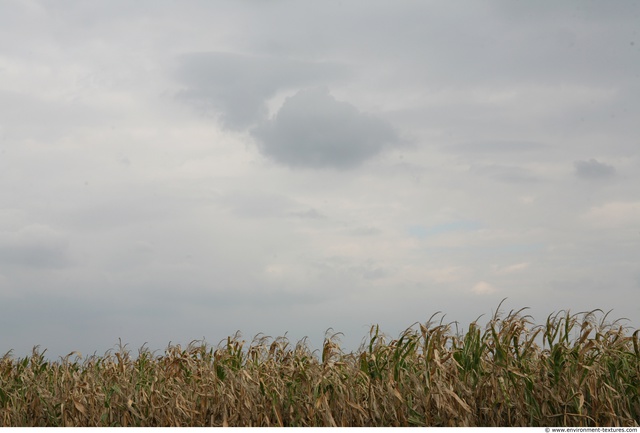 Plant Fields