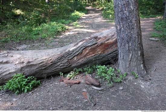 Tree Bark