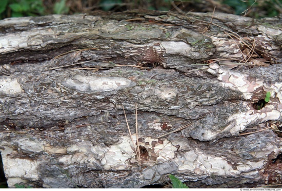 Tree Bark