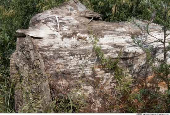 Tree Bark