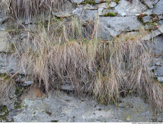 Overgrown Walls Stones