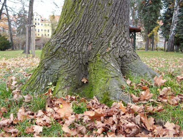 Tree Bark