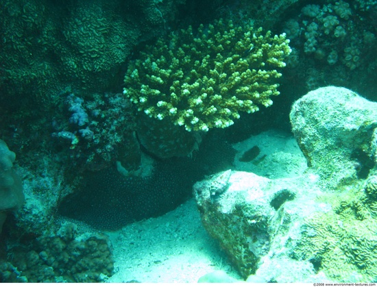 Corals