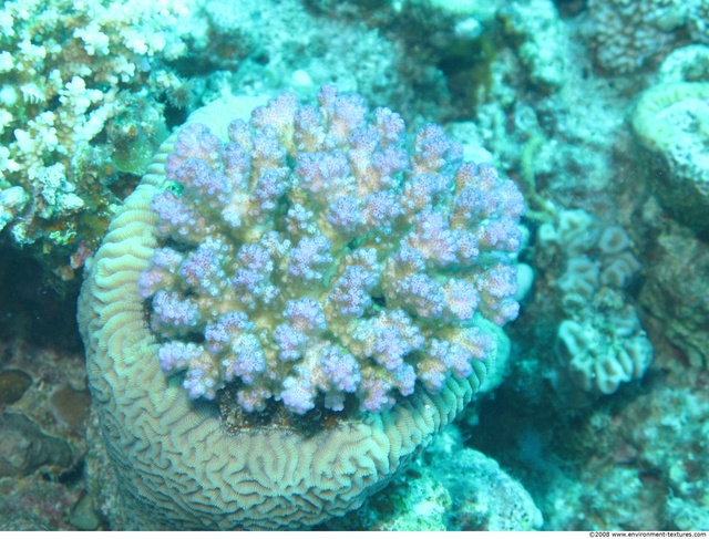 Corals