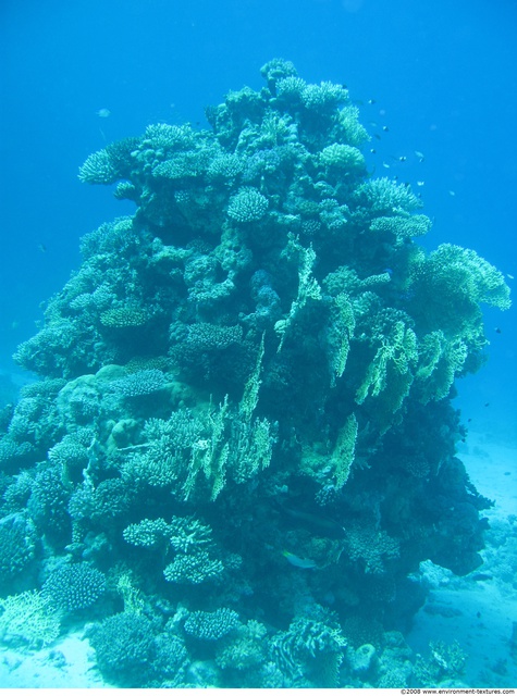 Corals