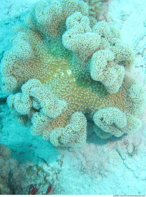 Corals