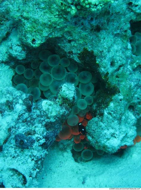 Corals