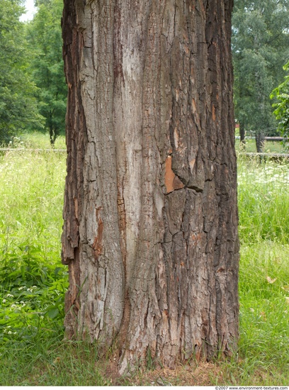 Tree Bark