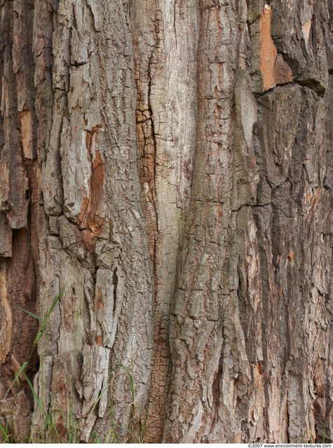 Tree Bark