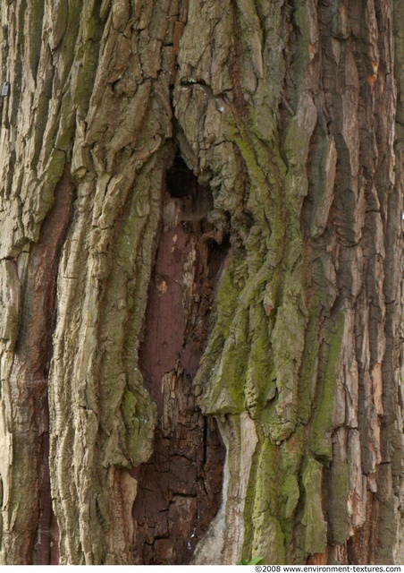 Tree Bark