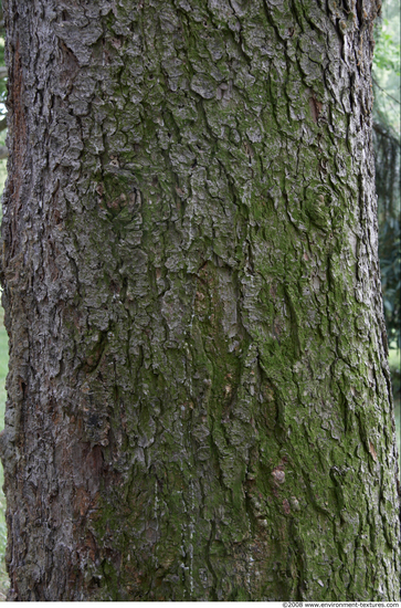 Tree Bark