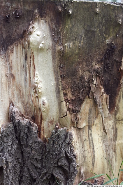 Tree Bark