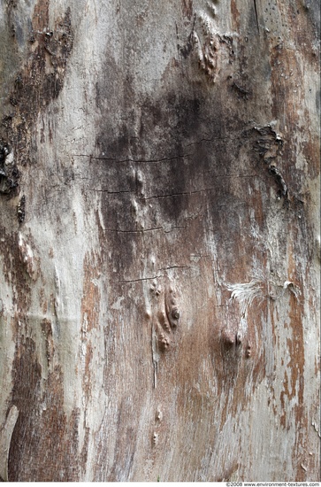 Tree Bark