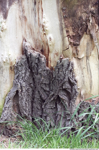 Tree Bark