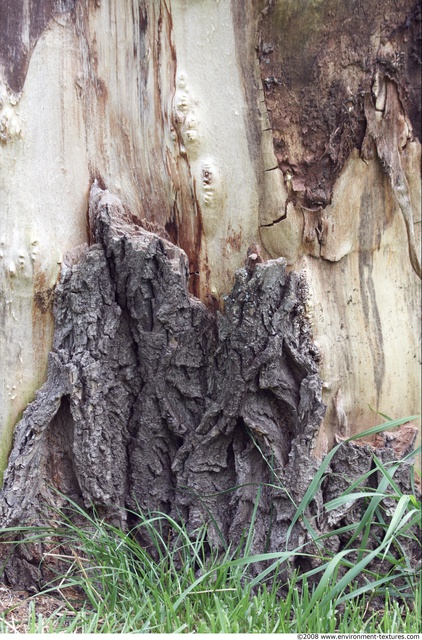 Tree Bark