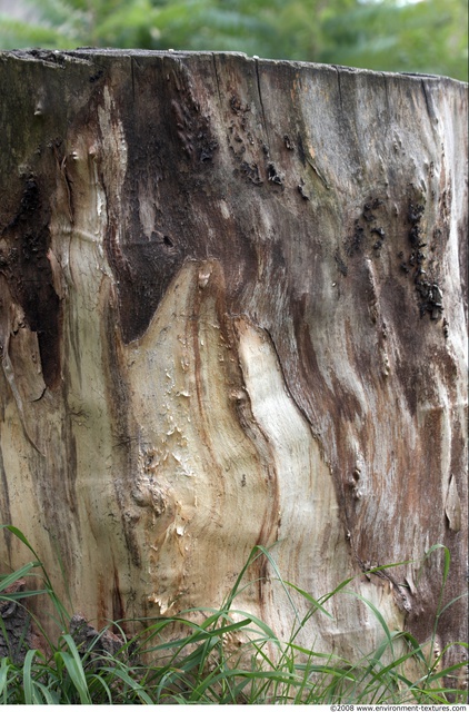 Tree Bark