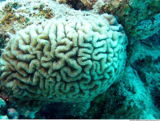 Corals