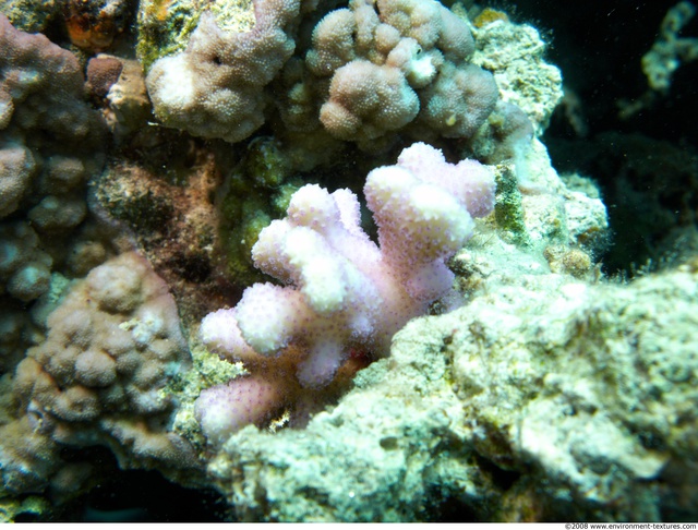 Corals