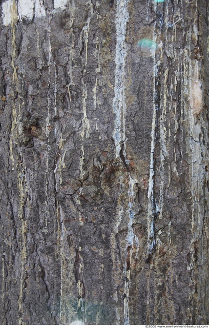 Tree Bark