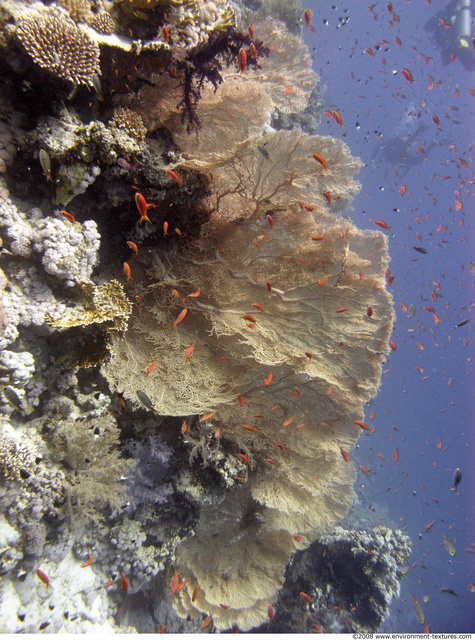 Corals