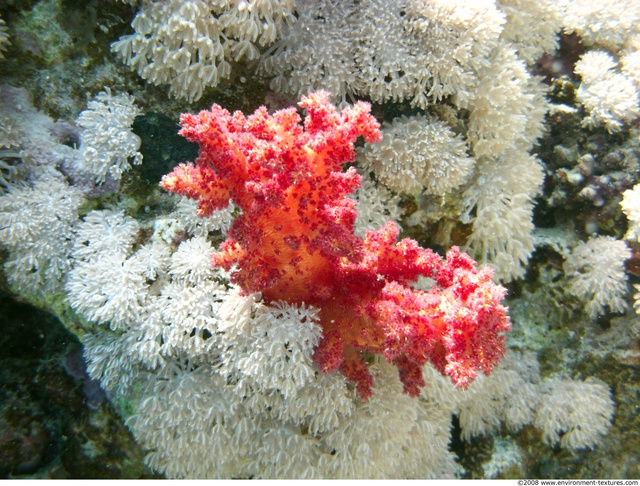 Corals