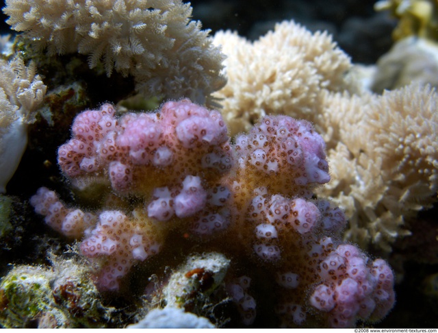 Corals