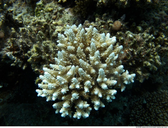 Corals