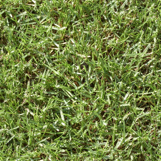 Seamless Grass