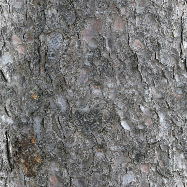 Seamless Tree Bark