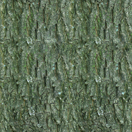 Seamless Tree Bark