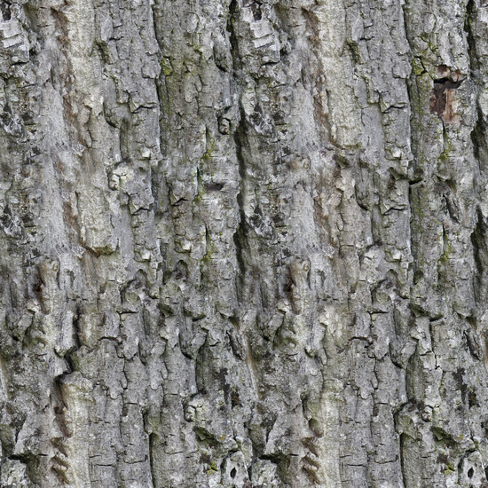 Seamless Tree Bark