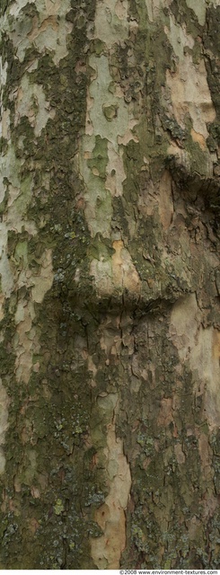 Tree Bark