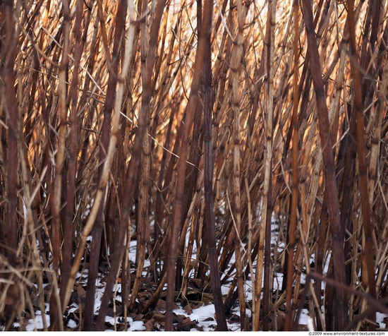 Plant Fields