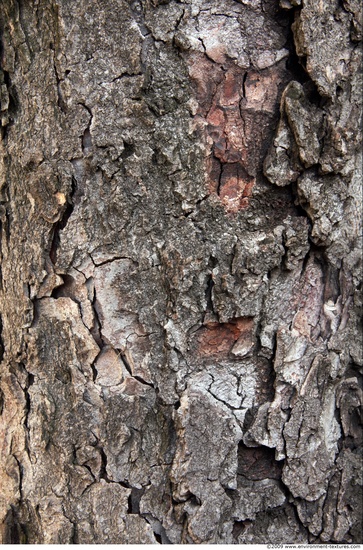 Tree Bark