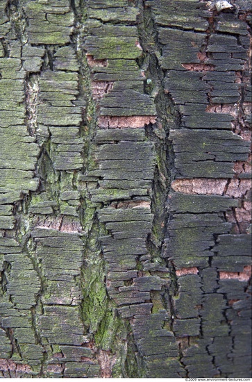 Tree Bark