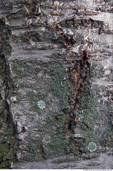 Tree Bark