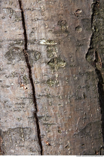 Tree Bark