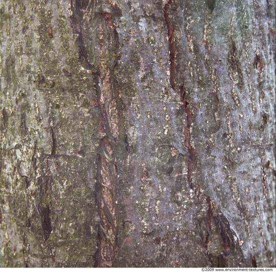 Tree Bark