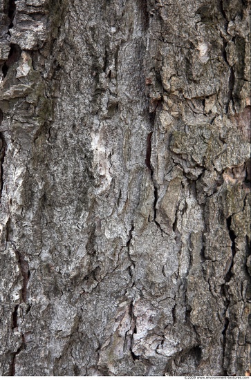 Tree Bark