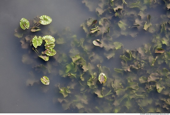 Waterplants