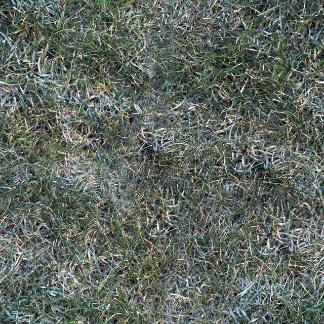 Seamless Grass Frozen