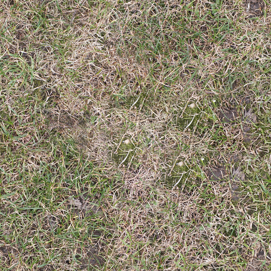 Seamless Grass Dead