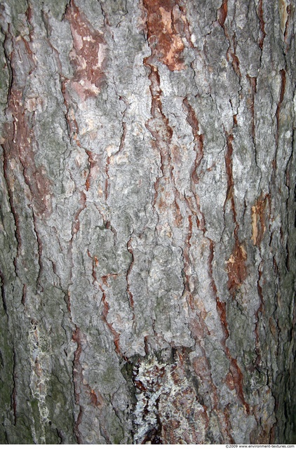 Tree Bark