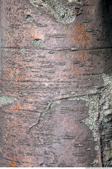 Tree Bark