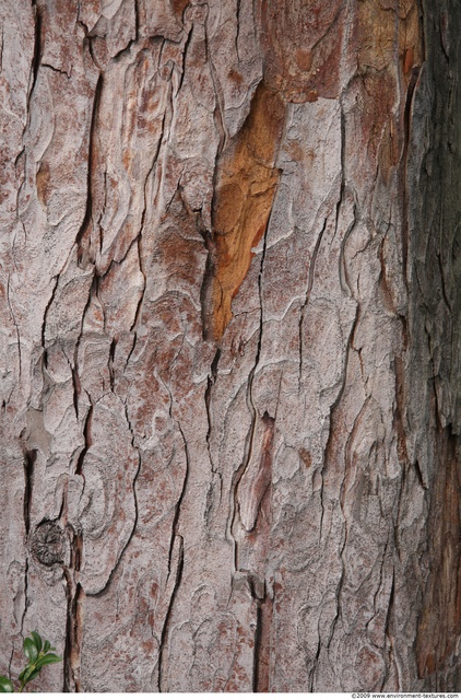 Tree Bark