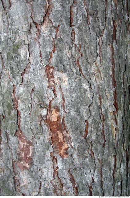 Tree Bark